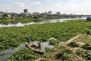 Immediate Action Required on Mula-Mutha River Hyacinth