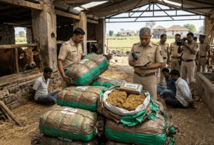 Major Drug Bust by Sangvi Police: 74kg Ganja Worth Rs37 Lakh Seized; Stash Found Hidden in Cattle Shed at Daund