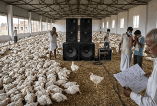 Loud DJ Music Causes Death of Hundreds of Chickens in Sultanpur; Poultry Farmer Files Complaint Against DJ Owner