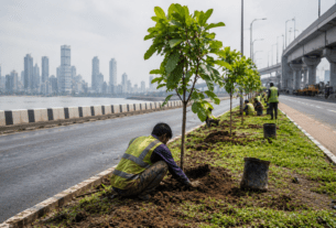 60,000 Trees Planned Along Coastal Road, 15,000 to be Planted Before Monsoon!