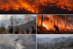 Satpuda Forest Inferno: Massive Fire Rages Across Maharashtra-MP Border; Rare Flora and Wildlife Under Threat