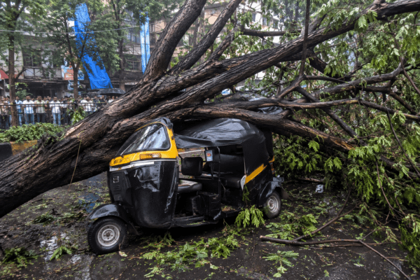 14-Year-Old Aarika Srivastava Dies After Massive Tree Falls on Moving Rickshaw!
