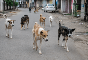 60 Dog Bites Every Day! Nearly 10,000 People Attacked in 4.5 Months as Stray Menace Turns Deadly!