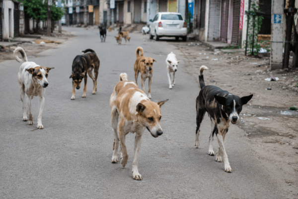 60 Dog Bites Every Day! Nearly 10,000 People Attacked in 4.5 Months as Stray Menace Turns Deadly!
