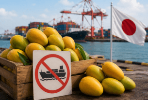 Sour Turn for Indian Mangoes: Japan Suspends Imports Over Pest-Control Lapses!