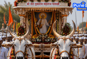 Special Khillar Bullock Pairs to be Purchased Soon for the Grand Procession