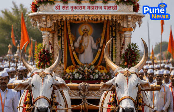 Special Khillar Bullock Pairs to be Purchased Soon for the Grand Procession