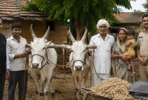 CM's Swift Sensitivity: Yoke Shifted from Landless Farmer's Wife's Shoulders in Latur; Family Gets New Bull & Immediate Compensation!
