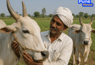 CM's Immediate Intervention: Latur Farmer to Choose Own Bullock After Receiving Sick Animal as Aid.
