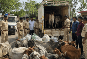 Major Crackdown in Marathwada: Illegal Cattle Transport Busted, Goods Worth ₹7.77 Lakh Seized