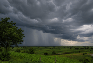 Rain Countdown Begins in Vidarbha: What Does the Meteorological Department's Forecast Say?