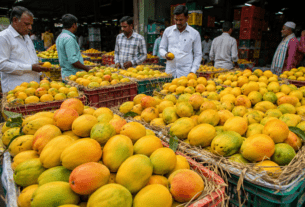 Delayed Monsoon Boosts Karnataka Alphonso Demand in Solapur; Prices Soar for Premium Varieties.