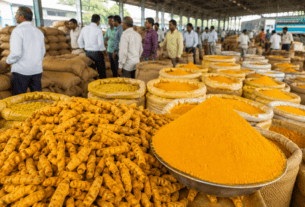 Turmeric Prices Hit Record High: Karanja Market Sees Price Surge to Rs 15,410 Per Quintal Due to Low Arrivals.