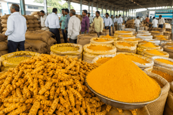 Turmeric Prices Hit Record High: Karanja Market Sees Price Surge to Rs 15,410 Per Quintal Due to Low Arrivals.