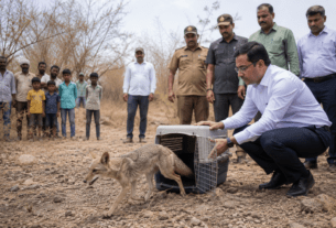 Rare Indian Fox Rescued from Severe Heatstroke Returns to the Wild After Successful Rehabilitation in Beed.