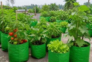Say Goodbye to Heavy Pots! Boost Your Home Garden with HDPE Grow Bags for Healthier Vegetables.