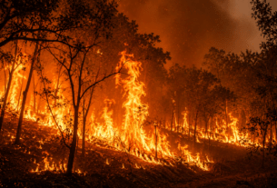 Forest Fire Crisis in Maharashtra: Over 5,000 incidents recorded in a year, 11,580 hectares of forest land charred!