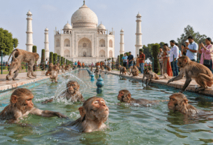 Taj Mahal Pool Party: Monkeys Turn Historic Water Tank into Swimming Pool to Beat the Heatwave; Viral Video Sparks Security Concerns
