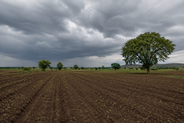 Monsoon Alert: Progress Slows Down Across Maharashtra; Government Strongly Advises Farmers to Avoid Sowing Until June 15!