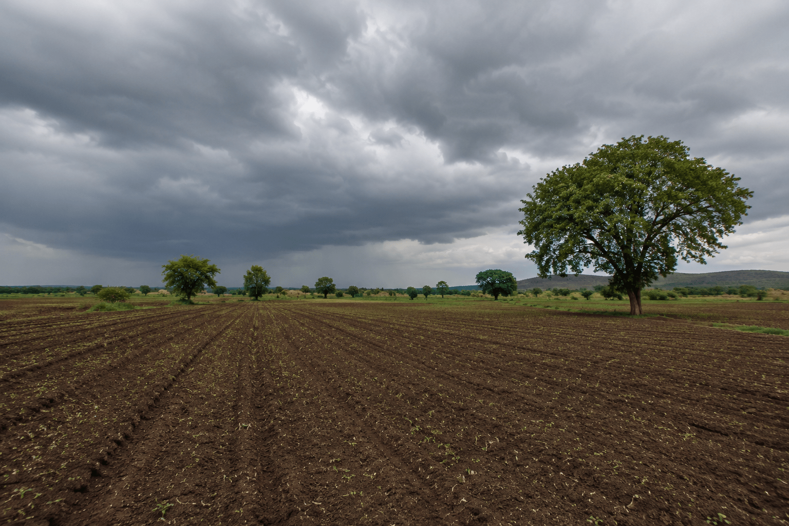 Monsoon Alert: Progress Slows Down Across Maharashtra; Government Strongly Advises Farmers to Avoid Sowing Until June 15!