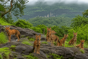 Nature’s Balance: Wild Dogs Emerge as Apex Predators in Sahyadri Tiger Reserve!