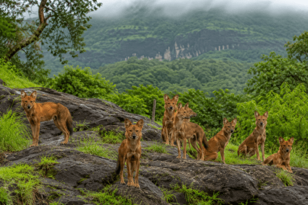 Nature’s Balance: Wild Dogs Emerge as Apex Predators in Sahyadri Tiger Reserve!