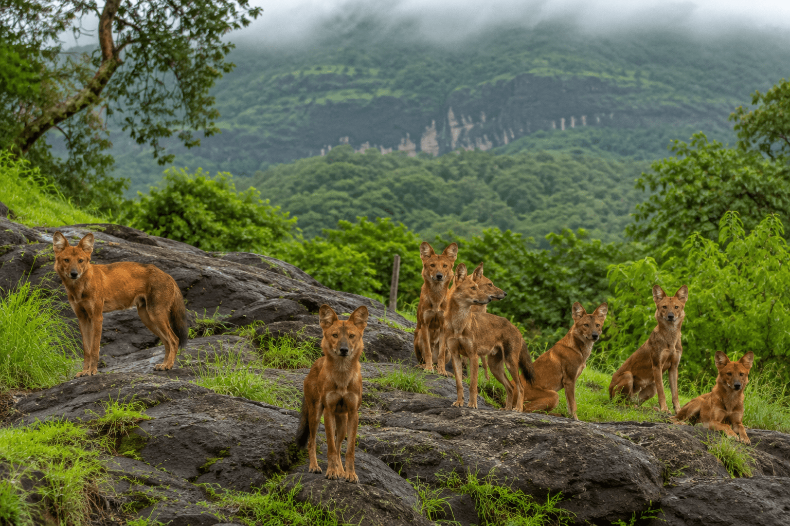 Nature’s Balance: Wild Dogs Emerge as Apex Predators in Sahyadri Tiger Reserve!
