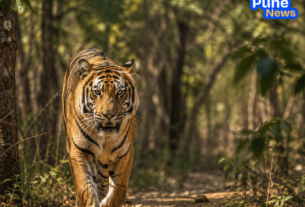 Milestone in Wildlife Conservation: Royal Bengal Tiger Spotted in Private Forest of Sangameshwar, Ratnagiri