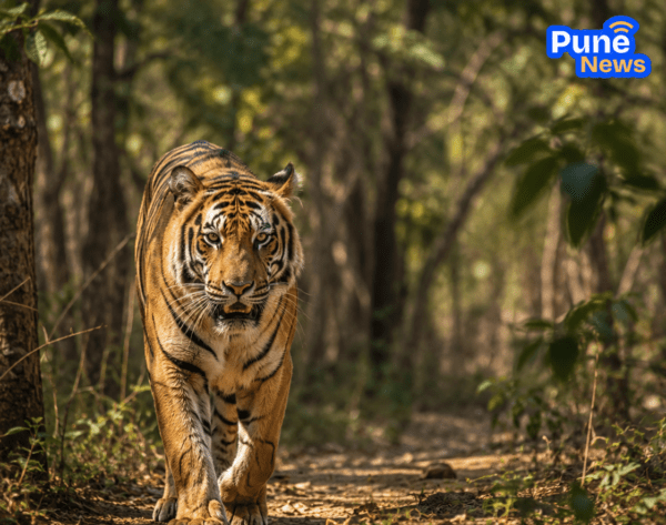 Milestone in Wildlife Conservation: Royal Bengal Tiger Spotted in Private Forest of Sangameshwar, Ratnagiri  