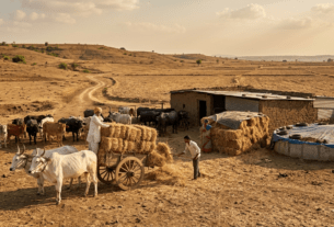 El Niño Alert: Fodder Crisis Looms! Essential Planning Guide for Livestock Farmers