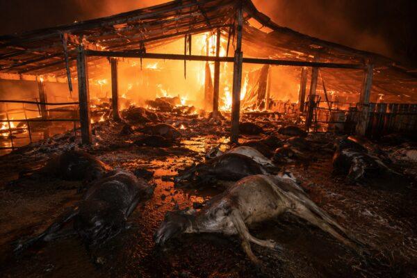 Massive Fire in Ratnagiri: 25 Animals Burnt to Death in Khed Cattle Shed Tragedy.  