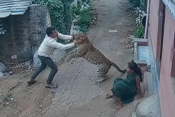 Brave Father's Fight for Life: Man Rescues Daughter from Leopard Attack in Ahilyanagar!
