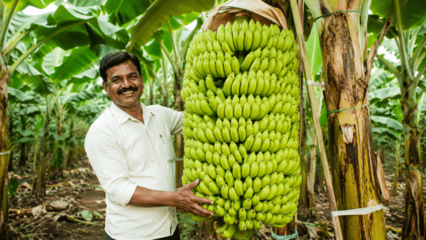 Farmer’s Determination Sets a New Record in Successful Banana Cultivation