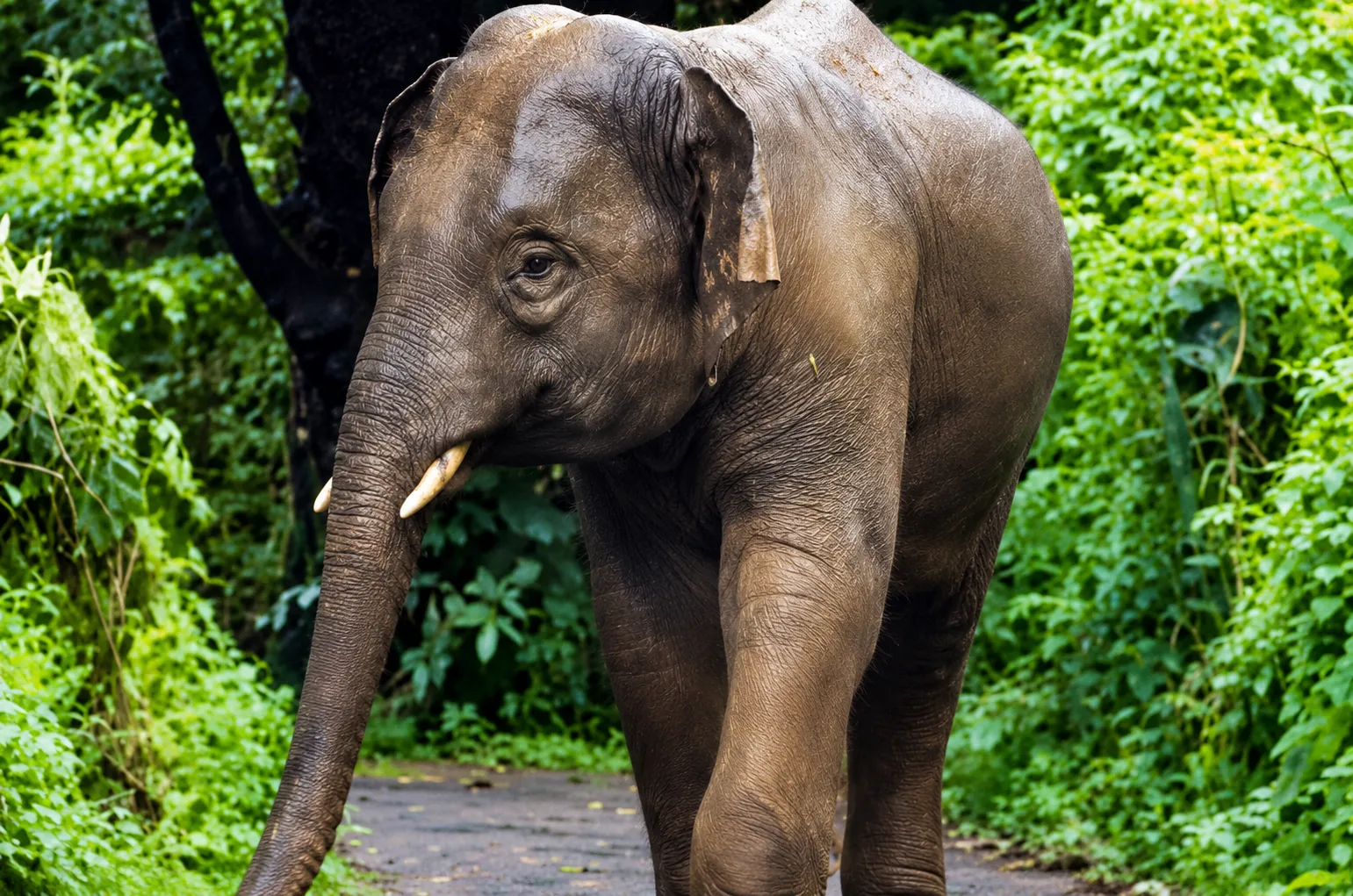 Wild Tusker Terror in Kolhapur: Elephant Destroys Crops in Ajara Taluka's Ghatkarwadi and Kitvade, Farmers Face Heavy Losses