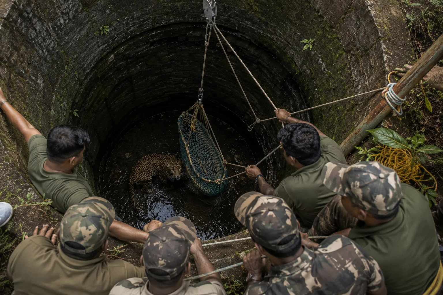 Narrow Escape in Sindhudurg: Forest Department Rescues Leopard Trapped in Vetalbambarde Well