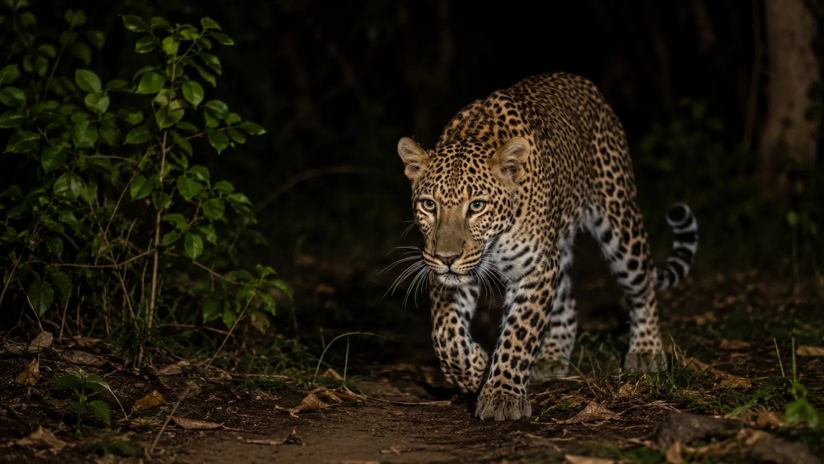 Forest Department’s Failed Trap: Leopard Continues to Roam Near Ajara; Residents Urged to Stay Alert