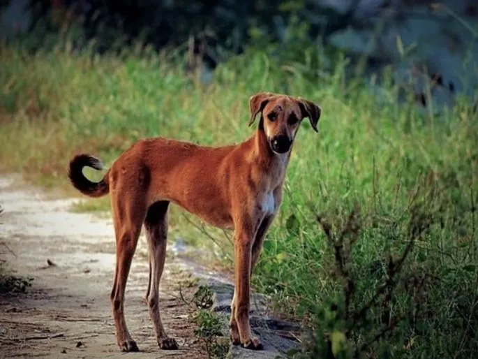 Horrific Stray Dog Attack in Pune: