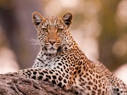 Leopard Terror in Shirur: 5-Year-Old Girl Brutally Killed in Attack