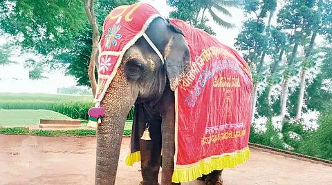 Madhuri Elephant's Return to Kolhapur: High-Level Committee