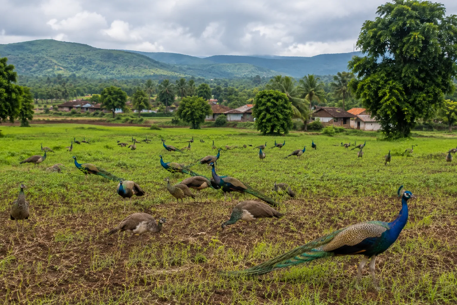 Shirdale Village Blooming with Lush Greenery and Hundreds of Peacocks Becomes a Haven for Nature Lovers, Though Farmers Face Crop Damage Challenges