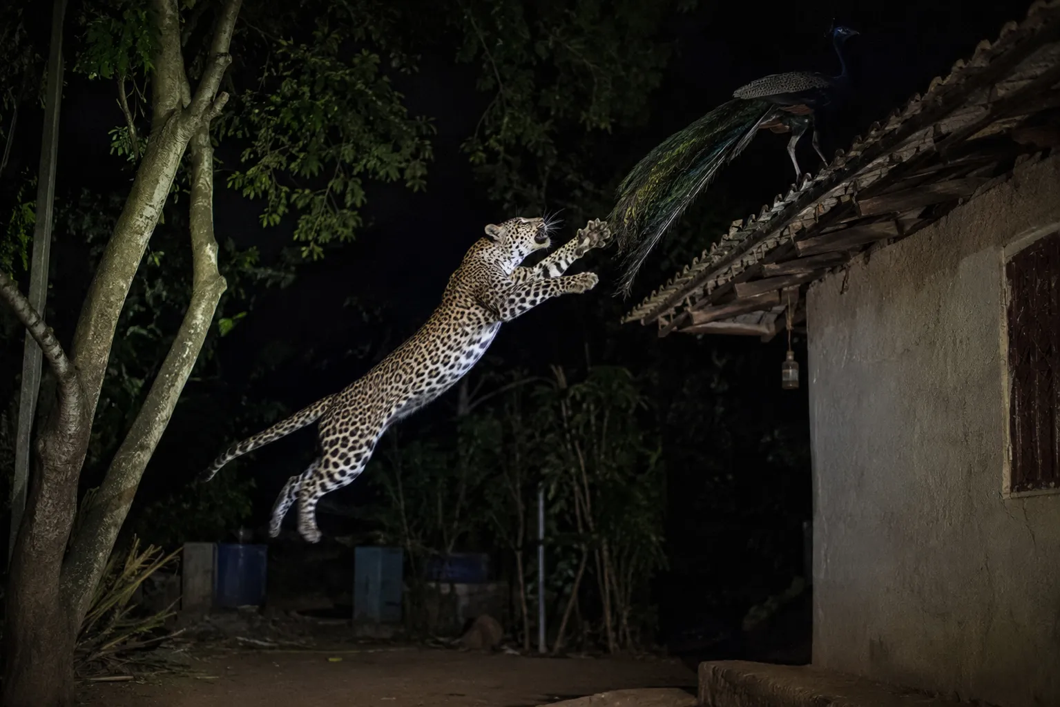 Leopard Terror in Kolhapur: Big Cat Jumps Seven Feet