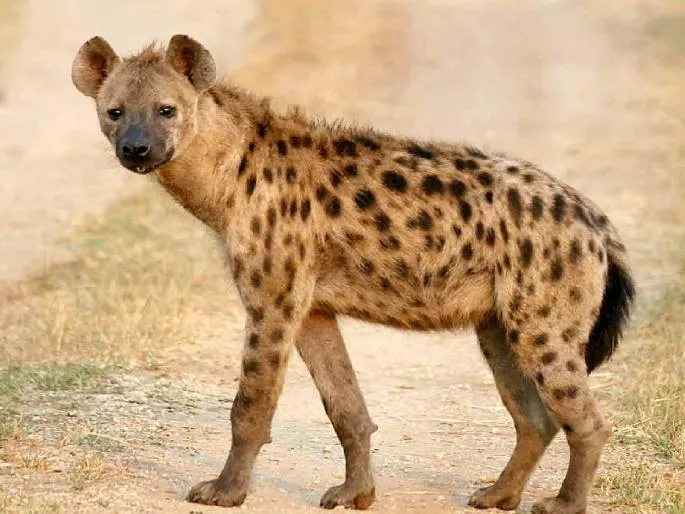 Global Recognition for Hyena Conservation in Satara's Man Taluka: