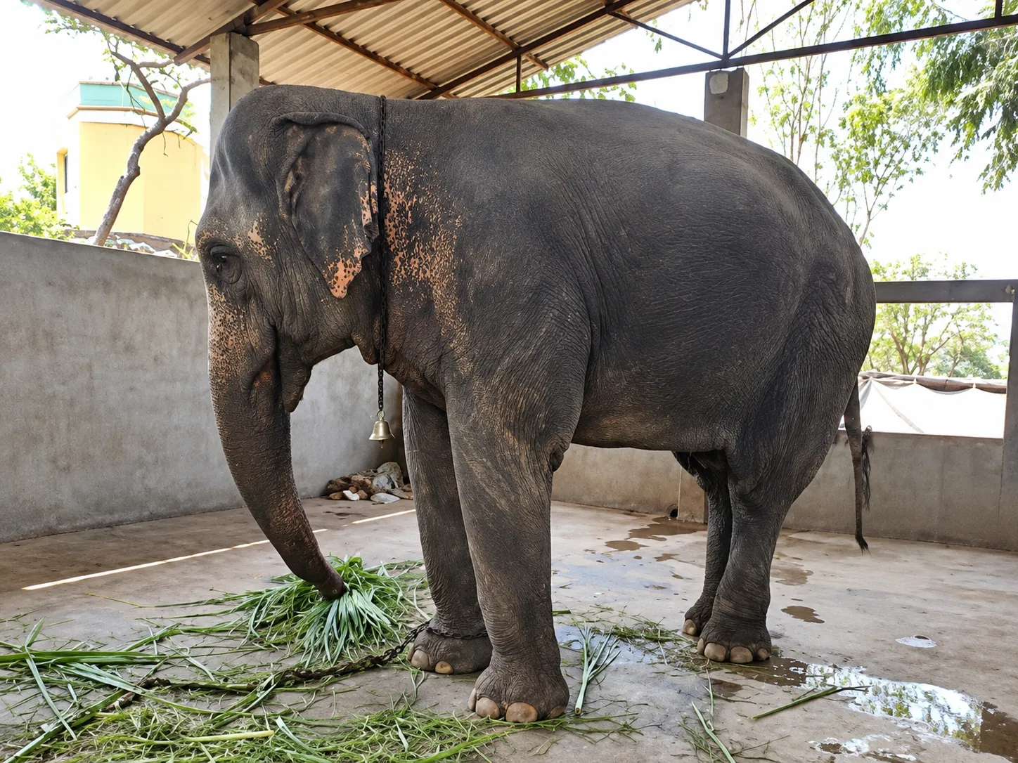 Homecoming for Mahadevi: Beloved Elephant Madhuri Set to Return to Kolhapur's