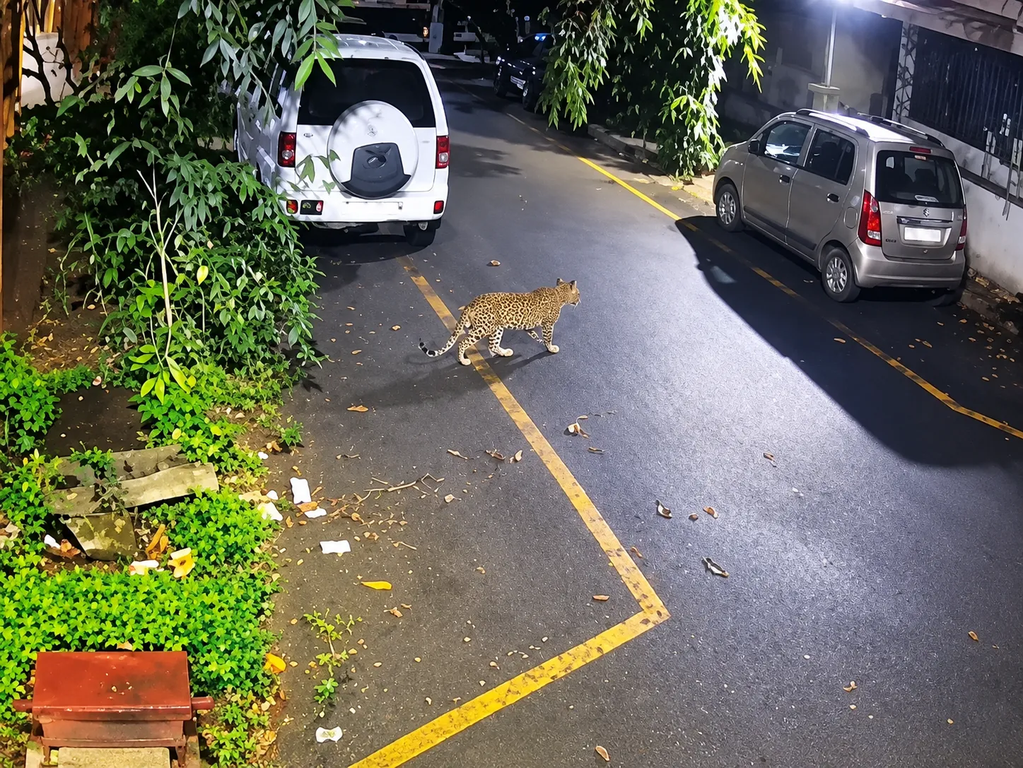Increasing leopard activity near Goregaon check point in Mumbai;