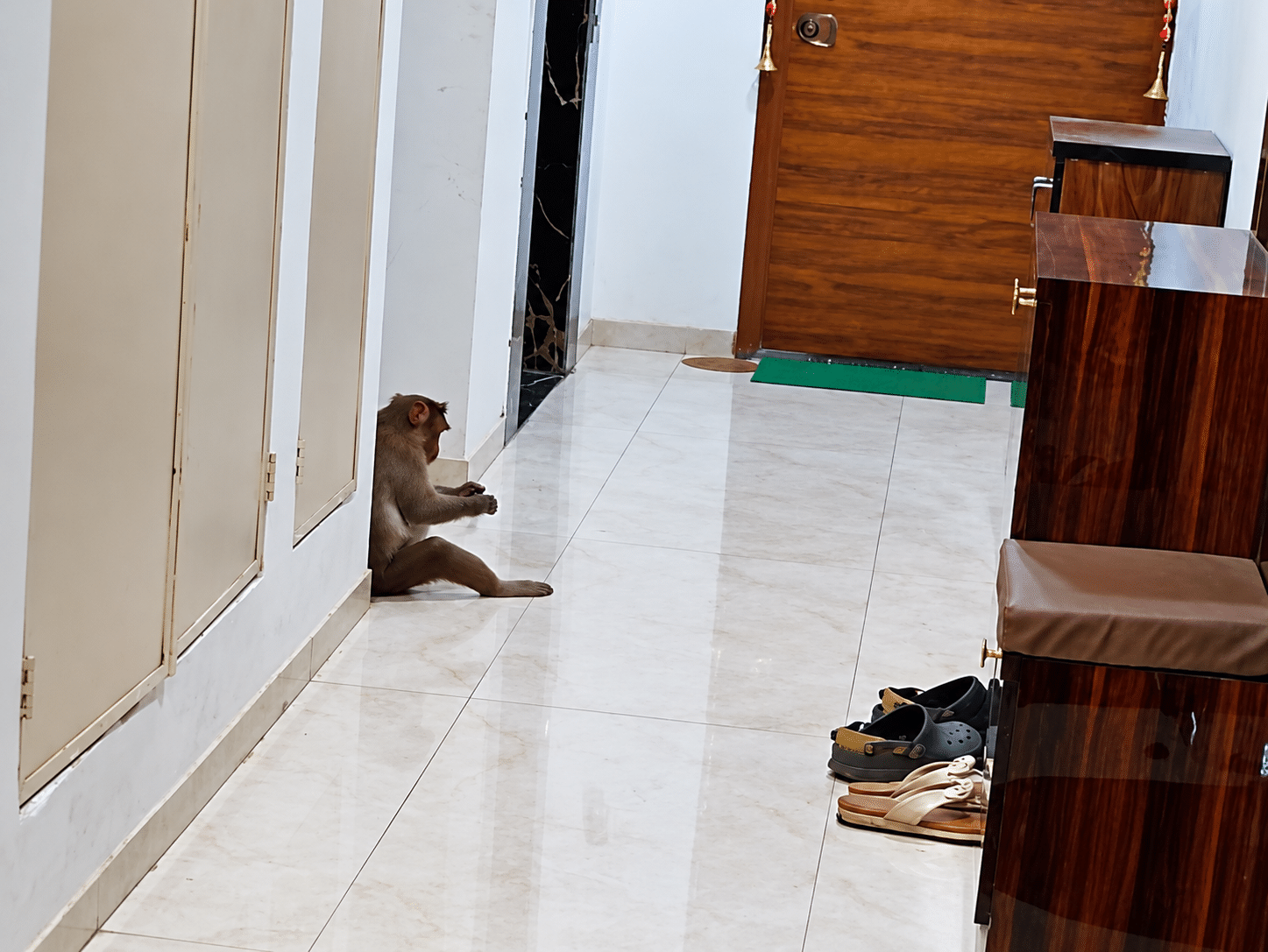 Monkey Menace Grips Dindoshi High-Rise: Vrindavan Society Residents Demand
