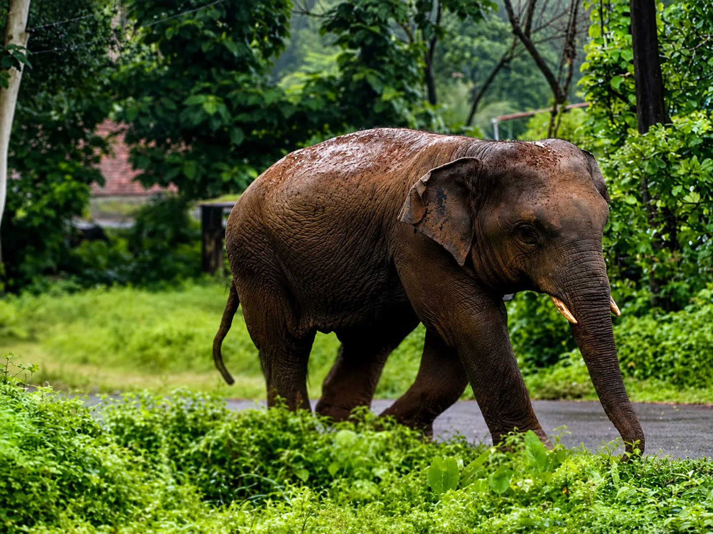 Rampage of 'Omkar' Elephant in Dodamarg Sindhudurg: