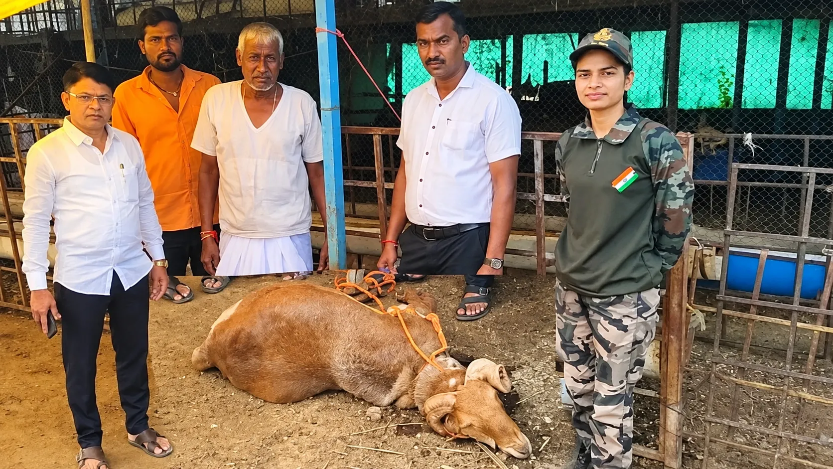 Leopard Terror in Ambegaon: Breeding Goat Worth Rs 60,000 Hunted Down in Nirgudsar
