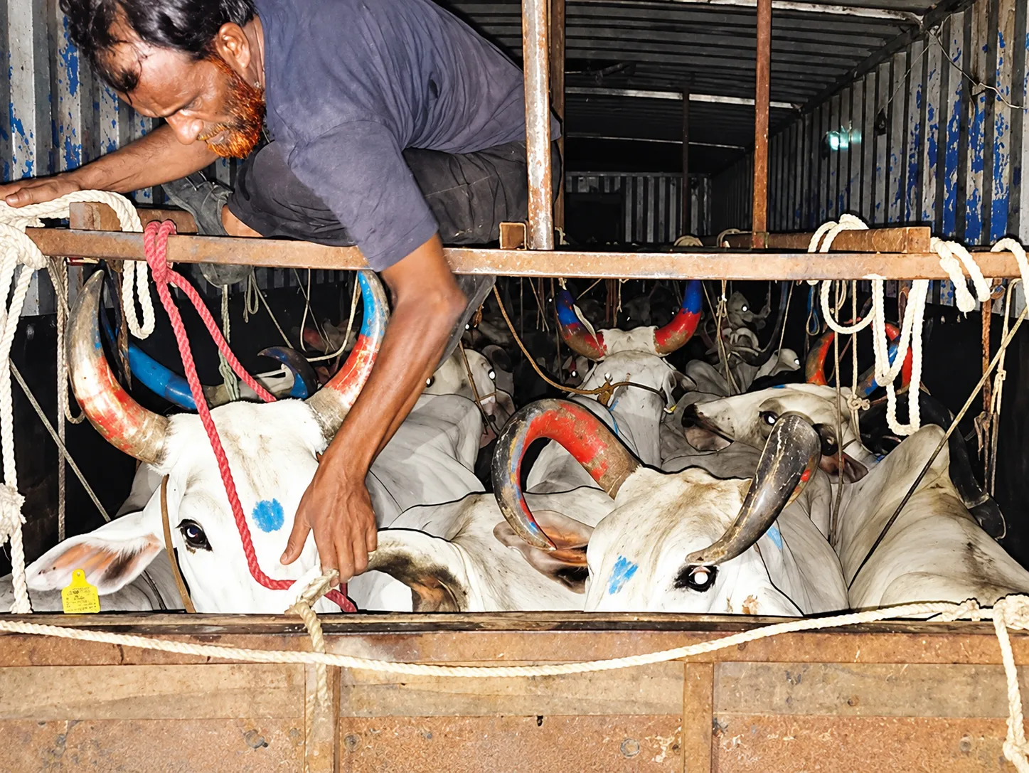 Travelled 1,900 KM Just to Steal Cattle: Notorious Haryana Gang Busted by Ashti Police