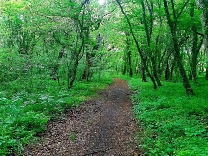 Missing Youth Found Dead in Abatek Forest, Causing Shockwaves Across the Region
