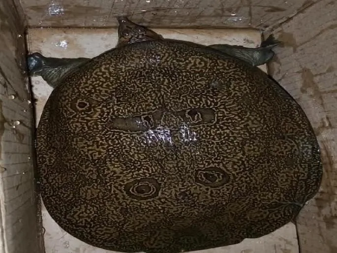 Rare Find in Satara: Unusually Long-Necked Soft-Shelled Turtle Discovered